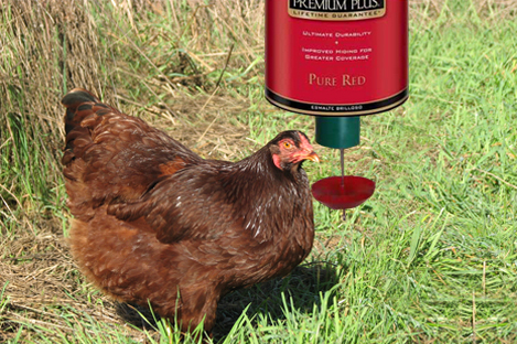 Buckeye Chicken Using Automatic Chicken feeder